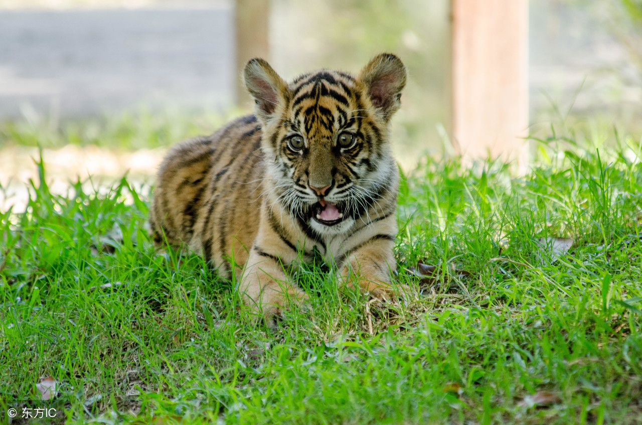 小小说改编长视频,小小说觉醒