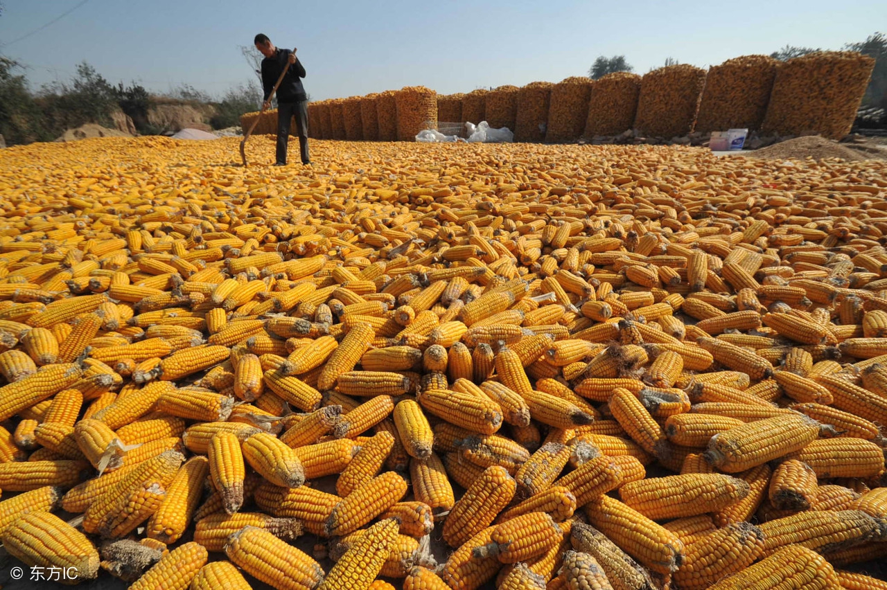 收获玉米连阴天怎么处理,玉米遇到连阴雨天怎么管理