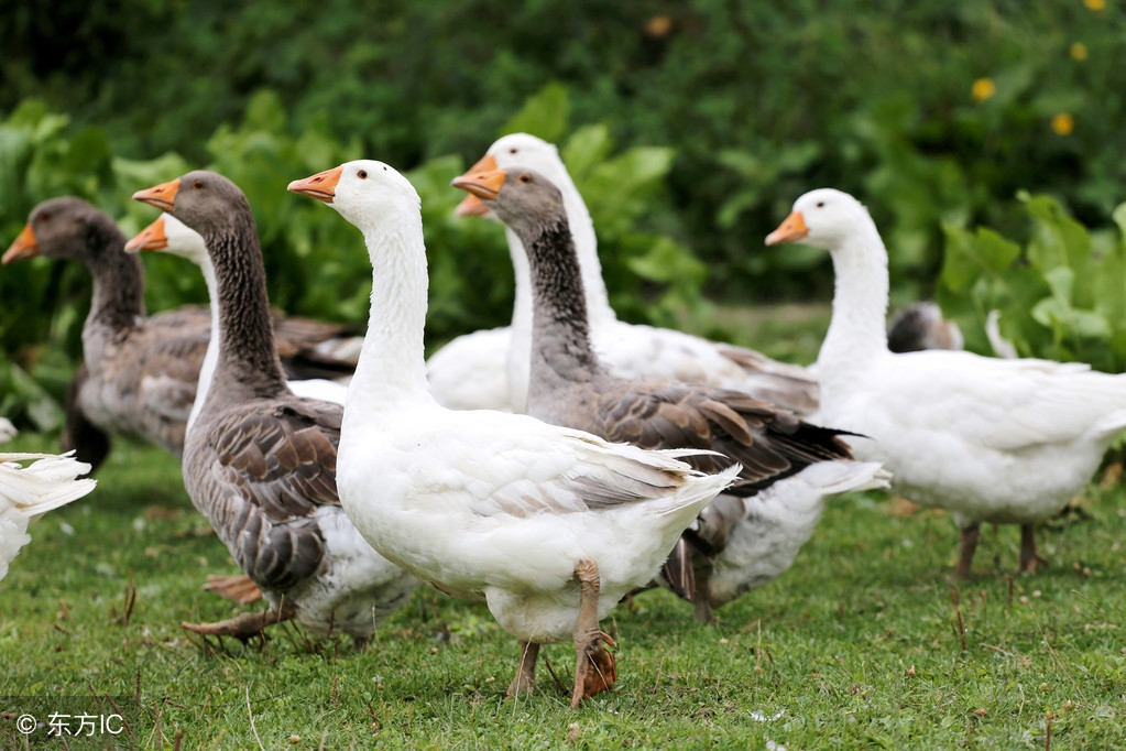 养殖肉鹅的利润前景,肉鹅养殖前景怎样