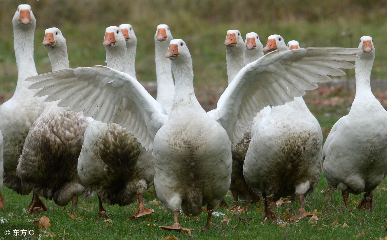 养殖肉鹅的利润前景,肉鹅养殖前景怎样