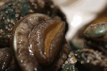 开海特别新鲜的海鲜有哪些,开海了有什么应季海鲜