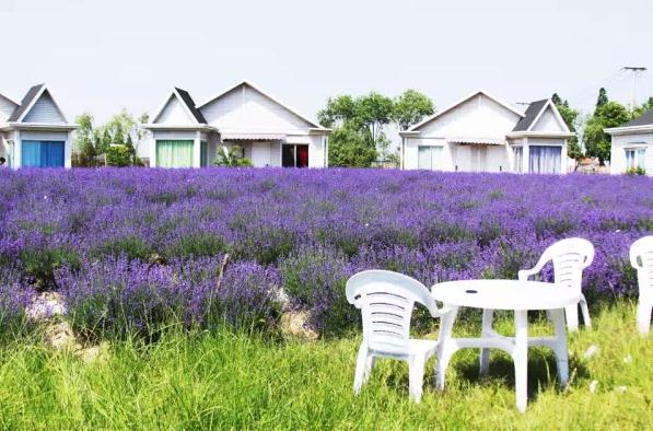 上海周边游：77薰衣岛璞缇别墅度假村，寻梦园香草农场，没见过的