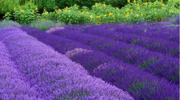 上海周边游：77薰衣岛璞缇别墅度假村，寻梦园香草农场，没见过的