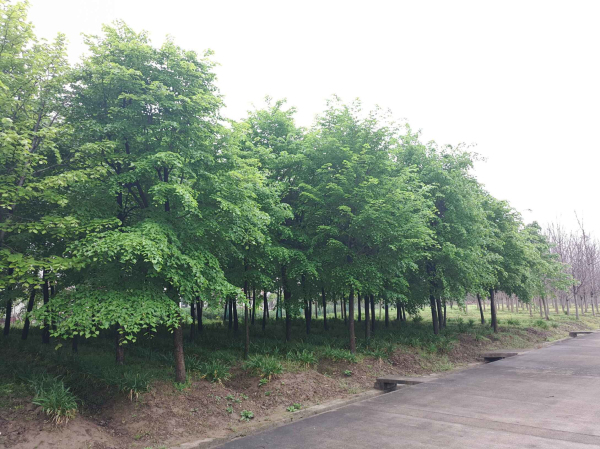 浙江长兴苗木展会,2020中国长兴苗木大会