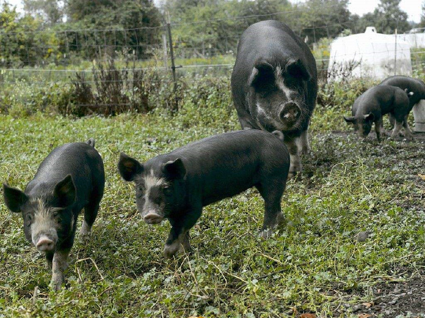 纯散养野猪的成本与利润,散养野猪的成本与利润