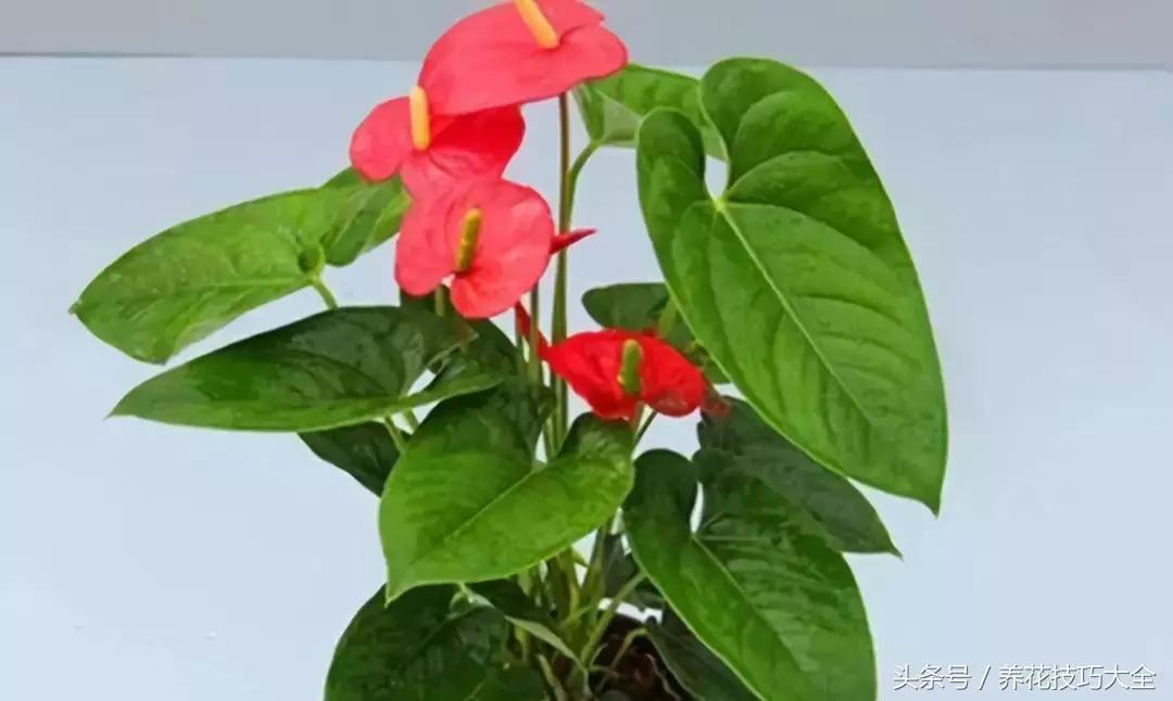 红掌红叶未打开发黑焦干怎么回事,红掌为什么养了三年叶子发黄
