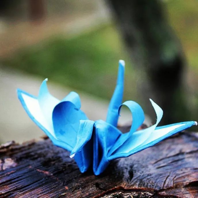 每天折一个千纸鹤,每天折一只纸鹤