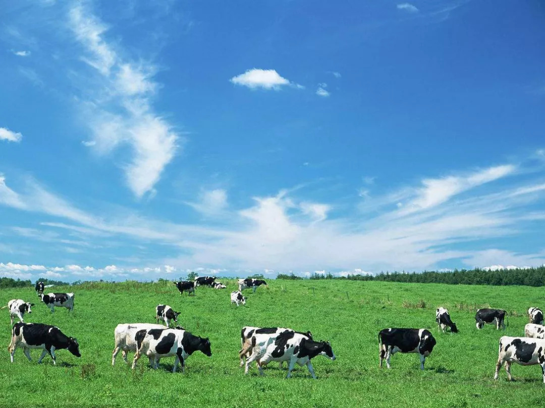 北海道牛乳奶茶,北海道鲜牛乳奶茶