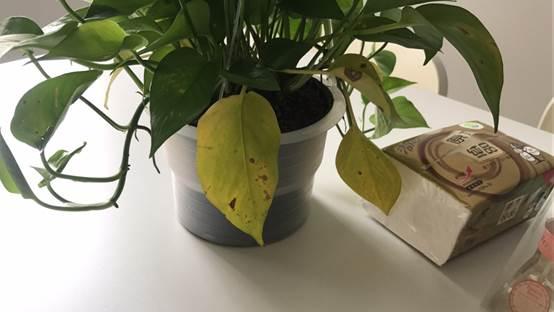 光触媒除甲醛的真相,光触媒除甲醛是否真的靠谱