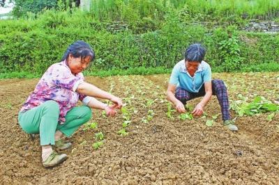 蔬菜幼苗枯萎了怎么救活,蔬菜苗移植蔫了怎么恢复