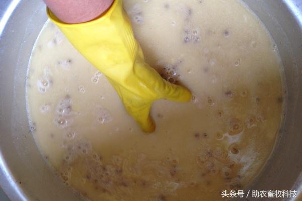 阳台养鸡发酵床注意事项,夏天阳台养鸡用发酵床养鸡可以吗