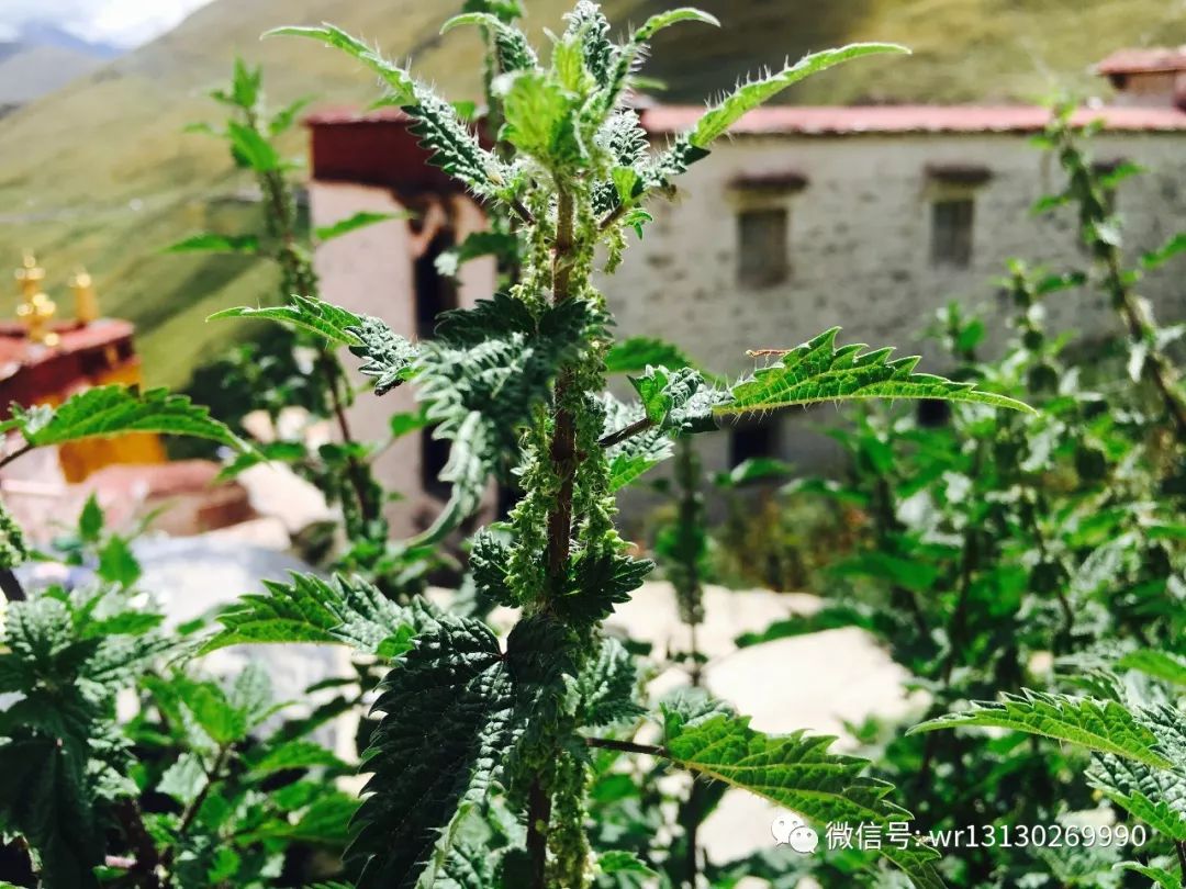 甘丹寺一日游详细攻略,甘丹寺旅行