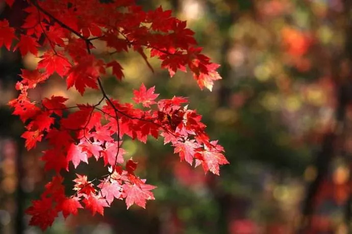 敦化寒葱岭红叶谷风景,吉林红叶最新视频