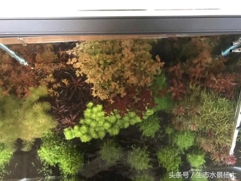 扁平形珍珠是怎么形成的,米型珍珠怎么形成的