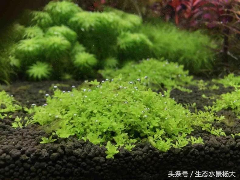 扁平形珍珠是怎么形成的,米型珍珠怎么形成的