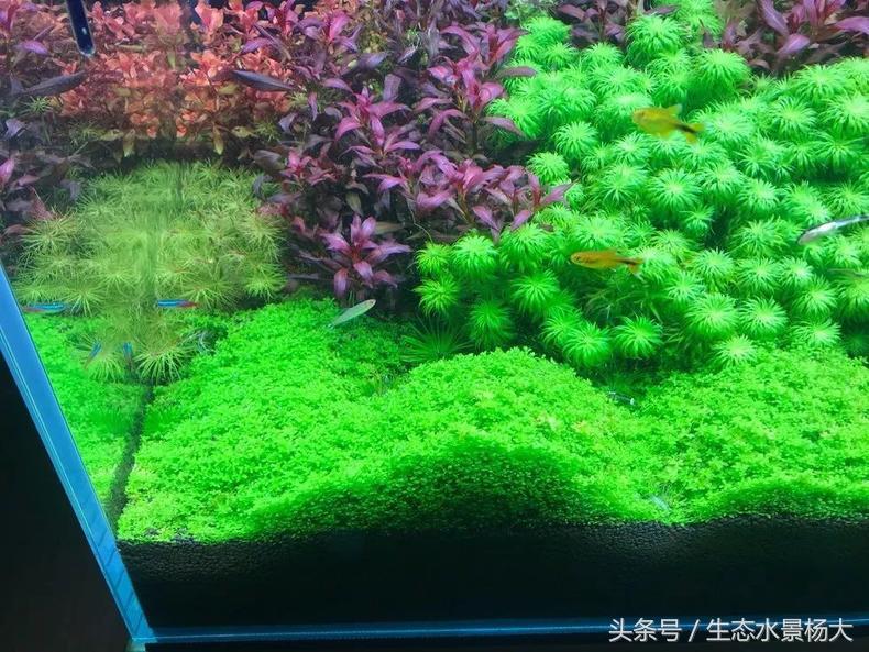 扁平形珍珠是怎么形成的,米型珍珠怎么形成的