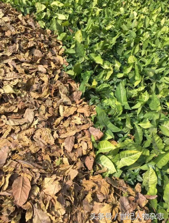 绉嬪垎璁╀汉闅惧彈,绉嬪垎蹇冮唹