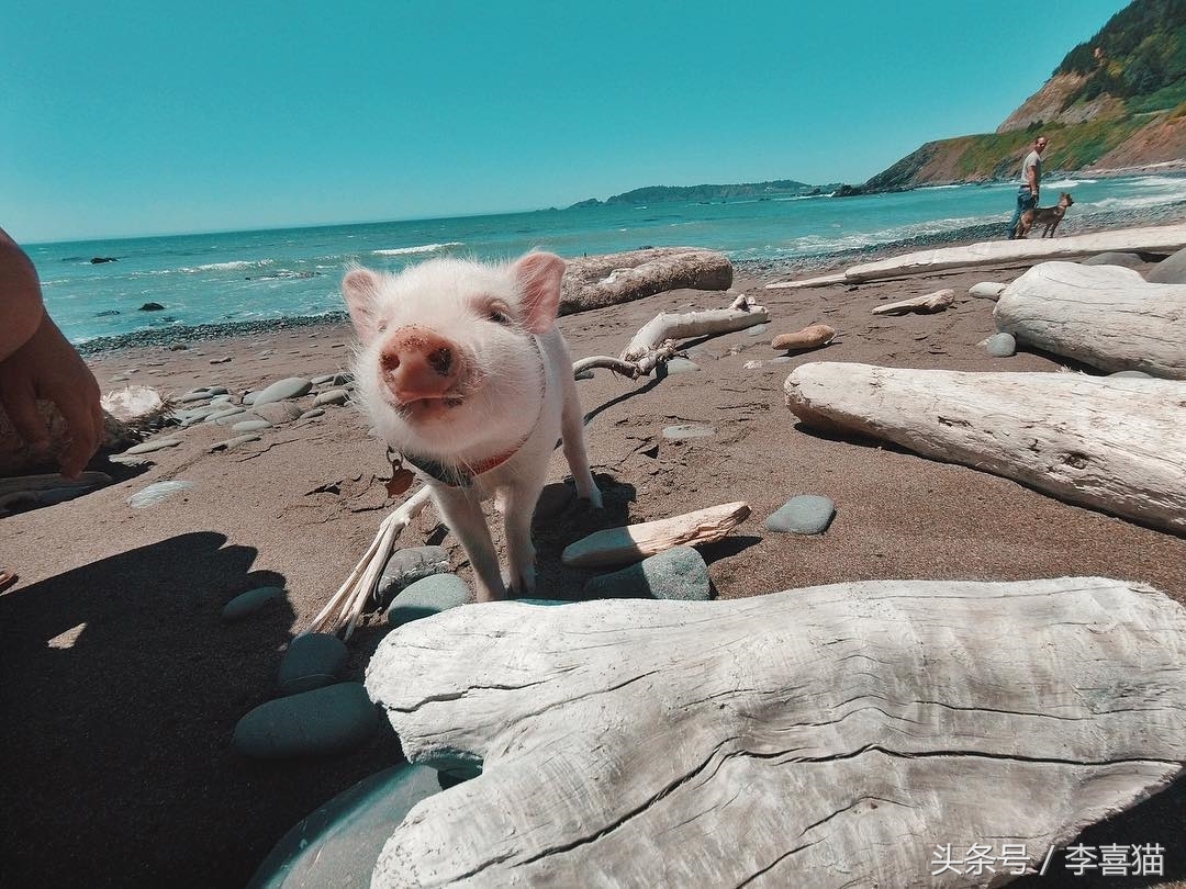 什么宠物猪可爱最好养呢,宠物猪的饲养方法