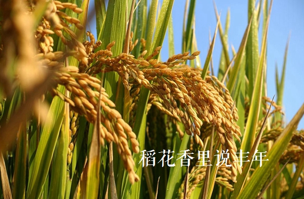 描写稻穗丰收的诗句,赞美秋天的诗句稻花香里说丰年