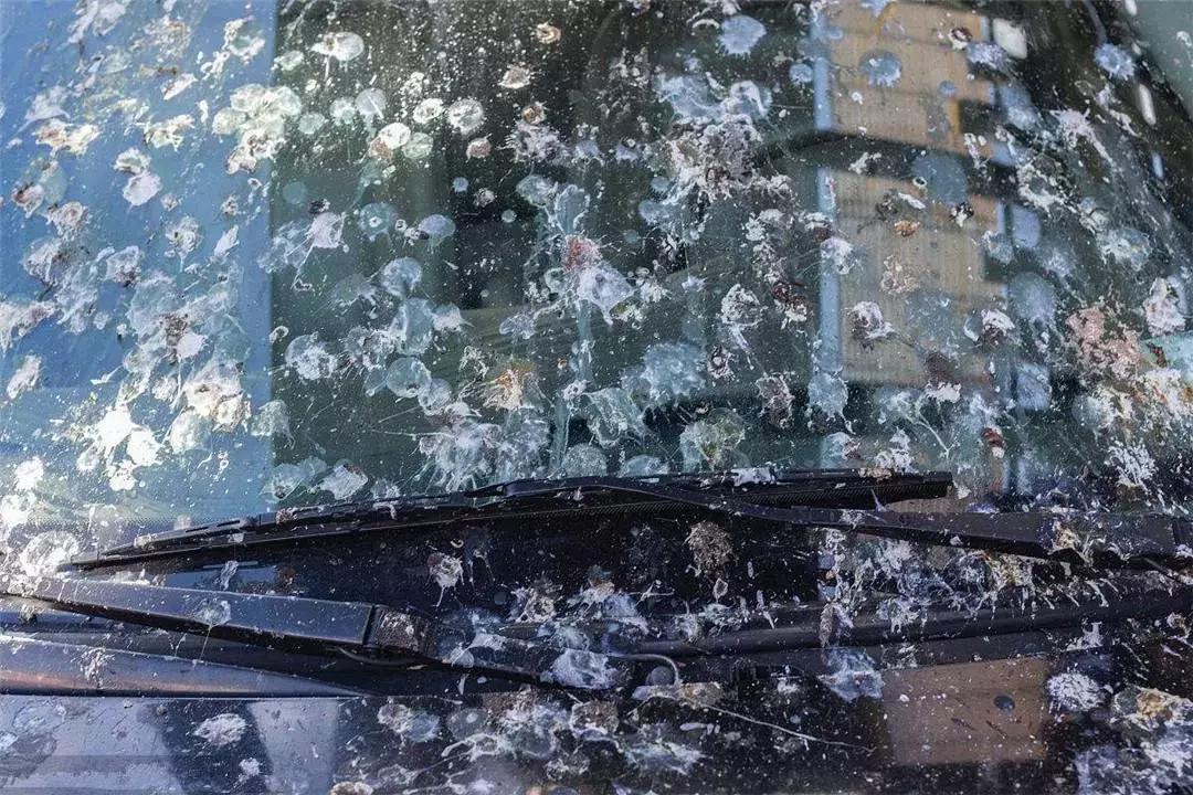 鸟为什么总是往一个人身上拉屎,小鸟拉屎在车上有什么说法