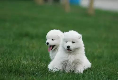 “给你”不是“giveyou”！那应该怎么说？