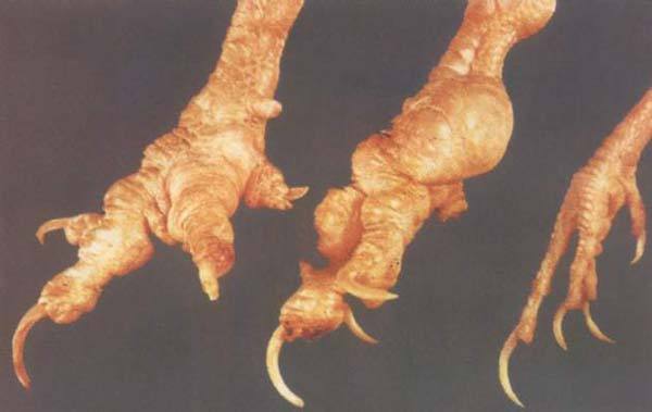 鸡内脏型痛风症状,鸡痛风有什么症状和表现