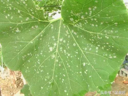 常见的黄叶病虫害,花草常见病害及防治