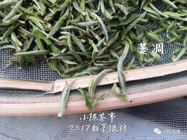 喝白茶的常见问题及解决,白茶新茶有青味吗