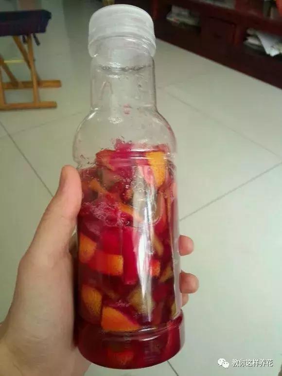 绿萝浇了牛奶叶子发黄,绿萝浇淘米水后叶子大面积发黄