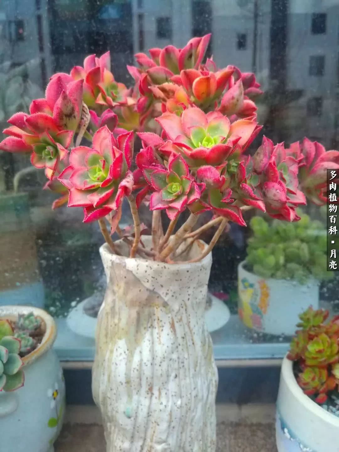 养了五年多肉没一盆“干货”？终于总结出原因了！