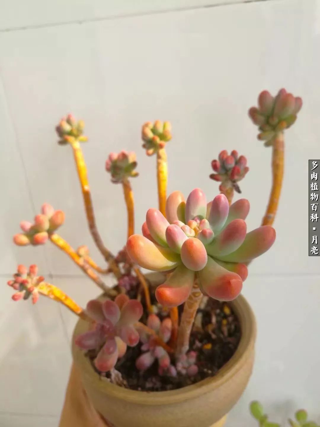 养了五年多肉没一盆“干货”？终于总结出原因了！