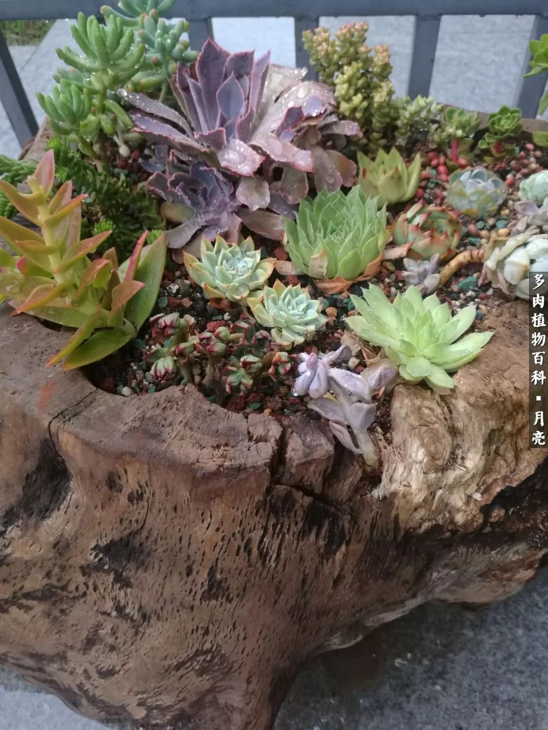 养了五年多肉没一盆“干货”？终于总结出原因了！