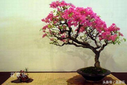 紫薇盆景能在五月修剪吗,日本姬紫薇盆景的修剪时间