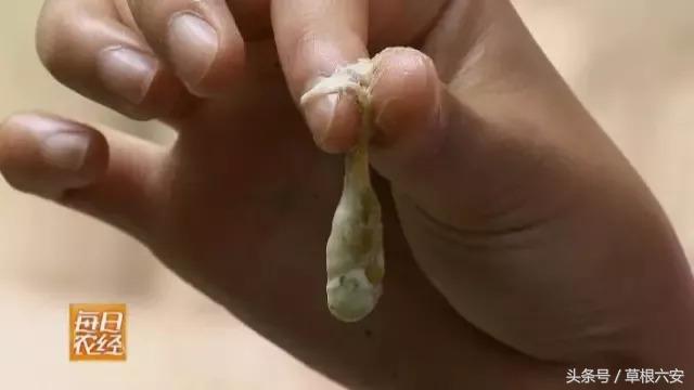 六安这种常见的虫子,竟然卖到了180一斤!你家附近有吗?