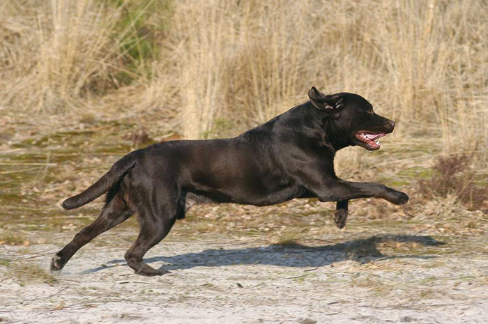 铲屎官养狗狗,养狗狗的铲屎官心都碎了