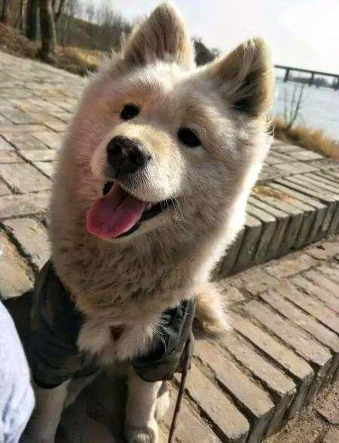 铲屎官养狗狗,养狗狗的铲屎官心都碎了