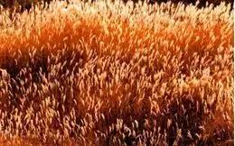 种地都种什么小菜,种地种什么农作物