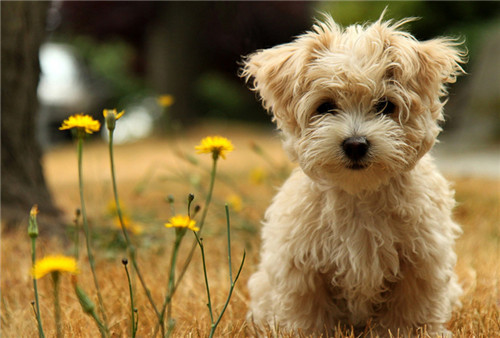 带着汪星人旅游,带汪星人旅游的视频