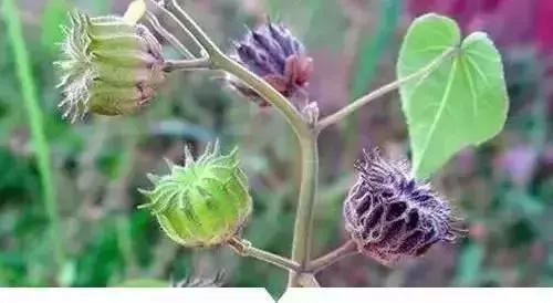 绵阳人讨厌的这个野果子，有人专门来捡赚钱……