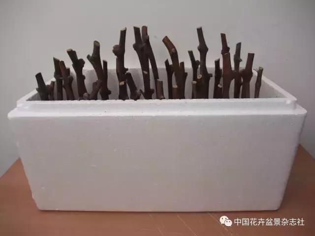 冬季扦插葡萄的方法和技巧,盆栽葡萄扦插的方法