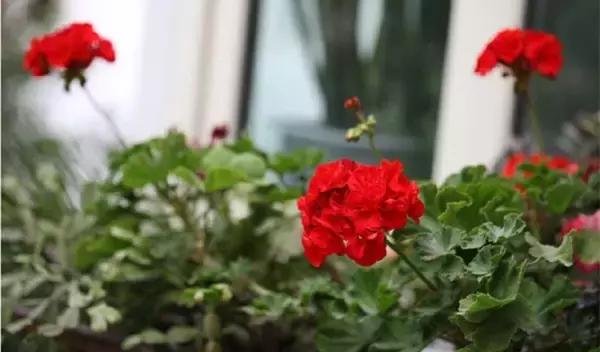 油烟机的废油别扔留下省钱又实用,抽油烟机排出废油可以当花肥料