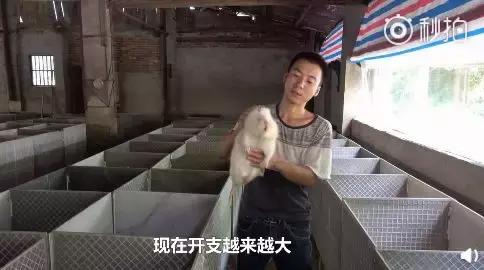 华农兄弟养竹鼠,华农兄弟养竹鼠的视频