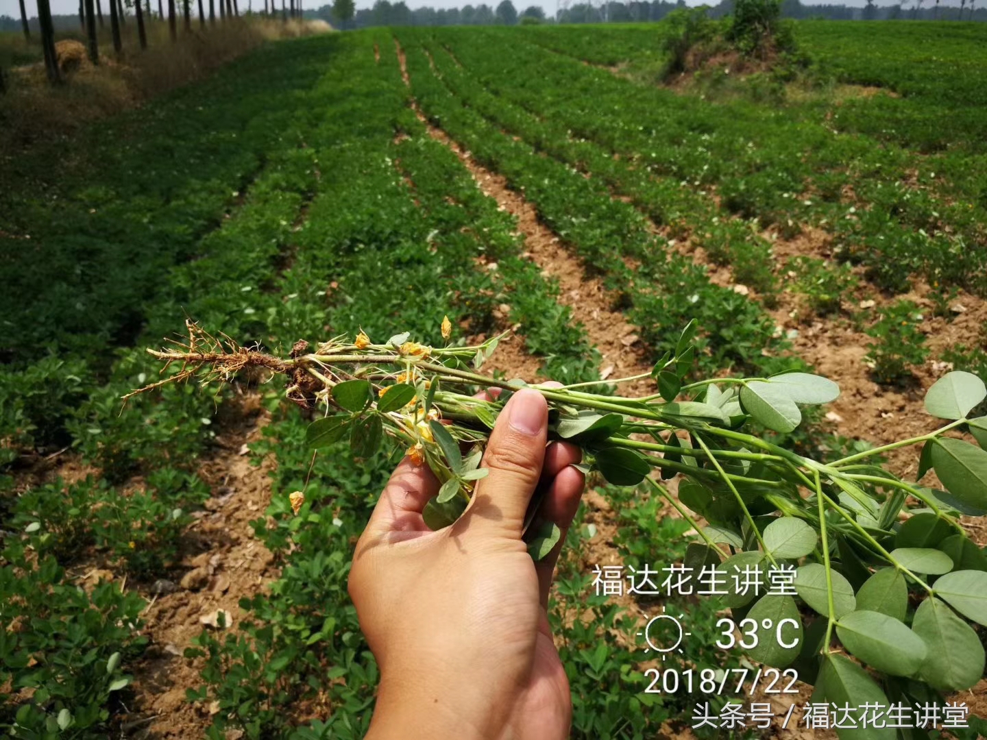 花生茬种小麦麦苗发黄是怎么回事,夏花生出苗不齐怎么回事