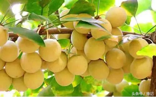 五一小长假必买十大特产,十一国庆河南旅游攻略