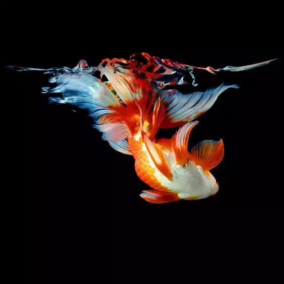 金鱼养眼,十大观赏小型金鱼