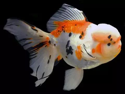 金鱼养眼,十大观赏小型金鱼