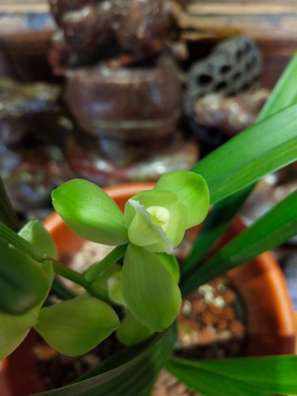 用苔藓怎么养兰,养好兰花的材料