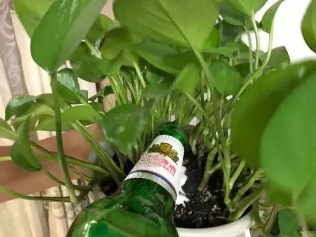 给花浇凉白开,给花浇多菌灵水会怎样