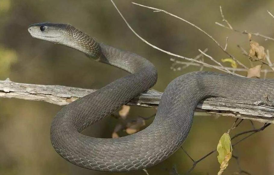 一头大象被黑曼巴蛇咬伤,黑曼巴蛇咬大象完整视频