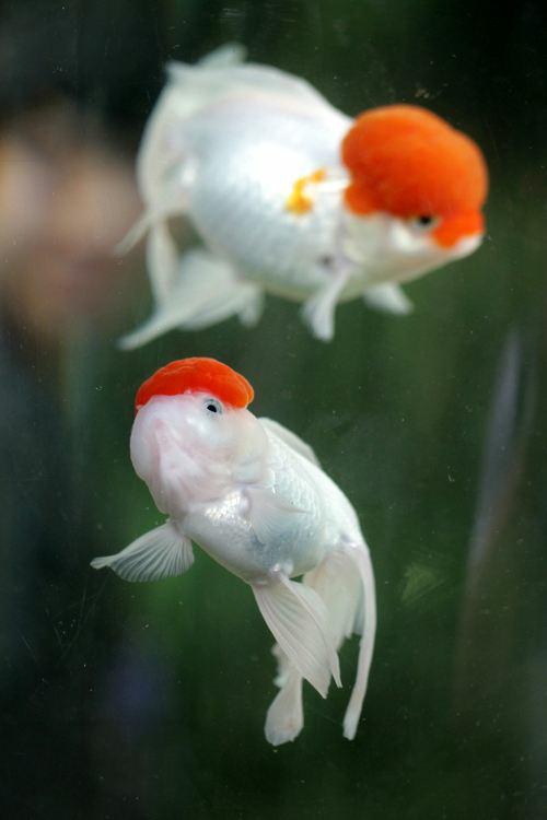 兰寿都是短尾巴吗,兰寿为什么短尾